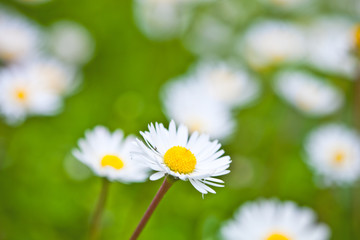 Chamomile flowers field background.
