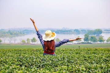 Naklejka na ściany i meble Traveler woman enjoying in Tea Plantation.She is standing and raised hands. She looking forward.Happy, enjoy, photo concept freedom and voyage. 
