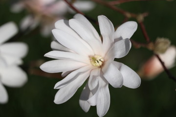 Fototapeta premium Sternmagnolie im Frühling