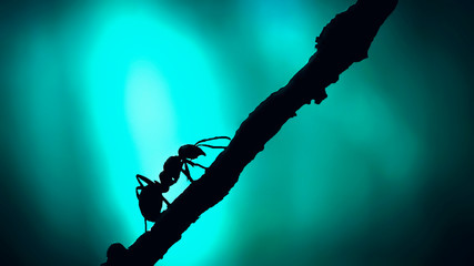 Forest ant closeup. Silhouette Ant with sunlight close up.