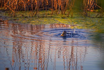 Female big duck with beautiful plumage colors (Anas platyrhynchos) on a lake splattering water
