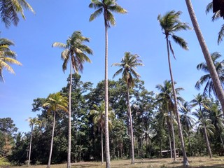 Obraz premium palm trees and blue sky