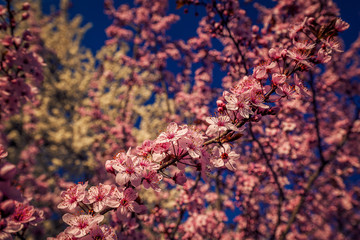Detail of an blooming tree withbeautiful rose colored flowers blooming shot against a blue sky