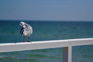 Seagull bird cleaning itself on white fence with sea softly blurred at background