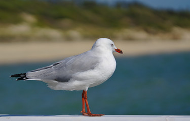 Seagull looking at sea