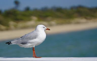 Seagull looking at sea