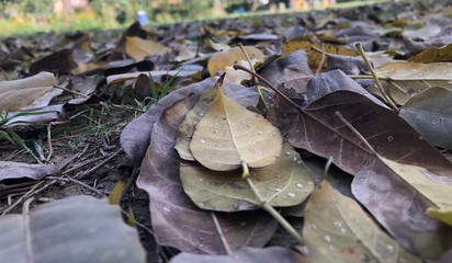 dried leaves