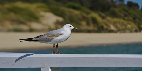 Seagull looking at sea