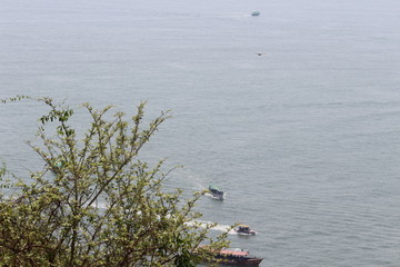 great blue heron in flight