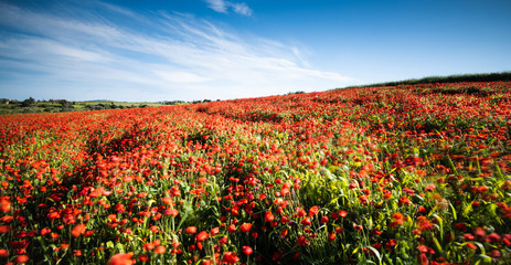 Field full with red  poppy anemone flowers.