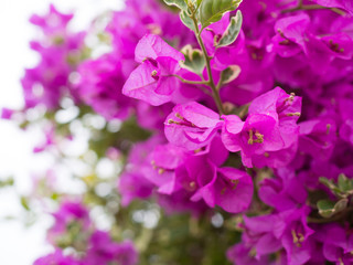 Fototapeta na wymiar Beautiful flowering bougainvillea flower background in garden