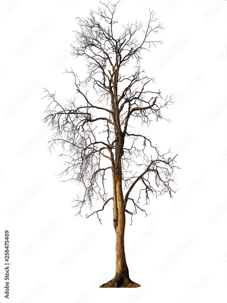 Poster isolated tree without leaf