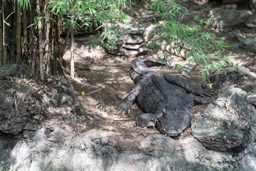 Asia big crocodile.