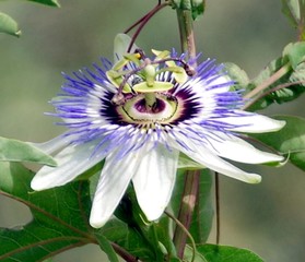 Libylle auf der Blume