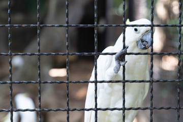 White cockatoo bird.