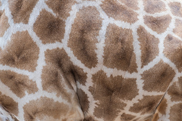 Skin giraffe texture.