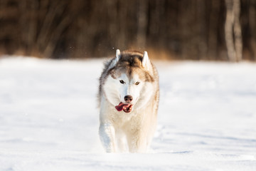 Crazy, happy and cute beige and white dog breed siberian husky with tonque out running on the snow in the winter field.