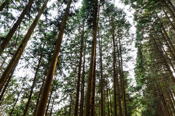 Fototapeta premium (自然風景)杉の木１ 