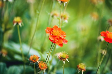 wild trollius bokeh