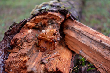 Selective focus of a broken pine tree by storm damage on roadside in rainforest.Toppled pine tree after strong wind with blurred forest background.