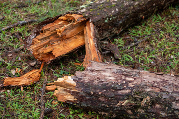 Fototapeta premium Selective focus of a broken pine tree by storm damage on roadside in rainforest.Toppled pine tree after strong wind with blurred forest background.