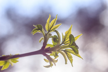 Close-up photo of spring young fresh leaves on tree branches with buds, soft focus and blur background. Concept of new life.