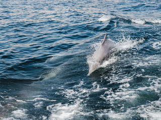 Fototapeta premium Dolphins swimming in the sea waves on the background of the rays of the bright sun. Closeup. Oman Fjords, Khasab