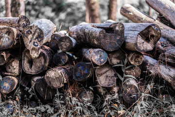Pine tree timber trunk stacked and numbered use as firewood on the ground with blurred green forest background.