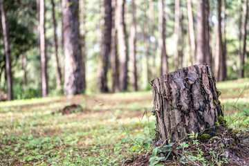 Selective focus of pine tree stump in pine forest with blurred background.