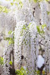 満開の藤の花