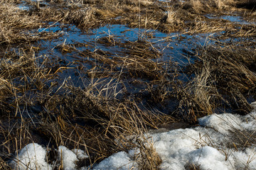 spring, snow melts and accumulated melt water forms a swamp