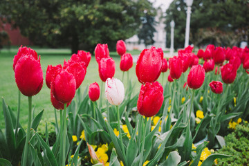 red tulips in the garden