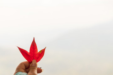 Fototapeta premium Red maple leaf in a female hand against a slope of mountain with misty nature background; season change. 