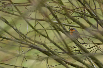 robin in the bushes