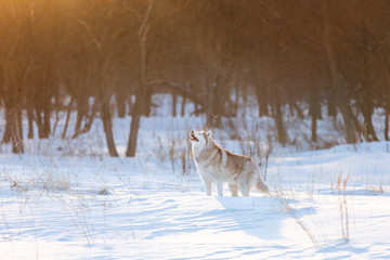 Beautiful, happy and cute beige and white dog breed siberian husky standing on the snow in the winter forest at golden sunset
