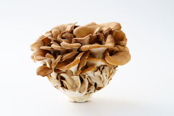 舞茸