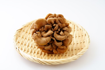 舞茸