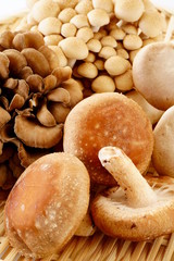 きのこ　しいたけ　ぶなしめじ　まいたけ　エリンギ