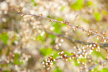 Blackthorn blossom (prunus spinoso), produces sloes in the autumn