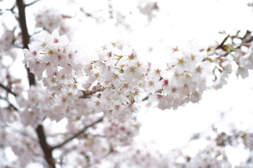 鎌倉の桜
