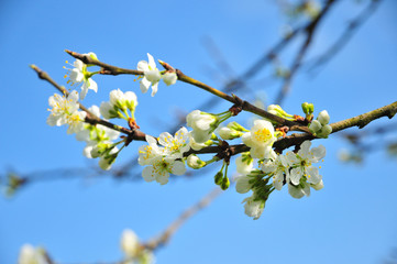 Blackthorn blossom (prunus spinoso), produces sloes in the autumn
