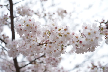 鎌倉の桜
