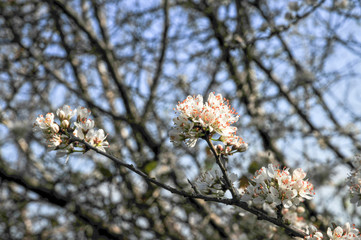 Blackthorn blossom (prunus spinoso), produces sloes in the autumn