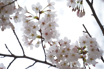 鎌倉の桜