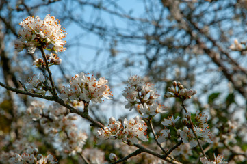 Blackthorn blossom (prunus spinoso), produces sloes in the autumn