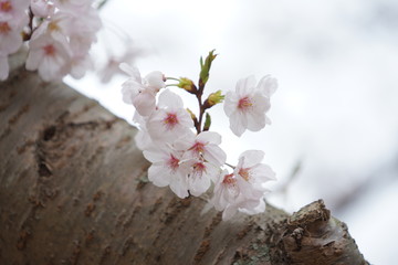 鎌倉の桜