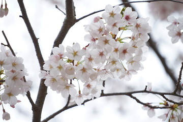 鎌倉の桜