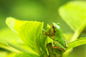 紫陽花の葉にとまるアマガエル