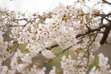 鎌倉の桜