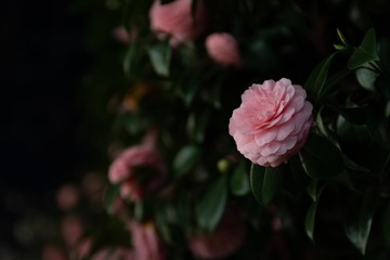 camellia at night
